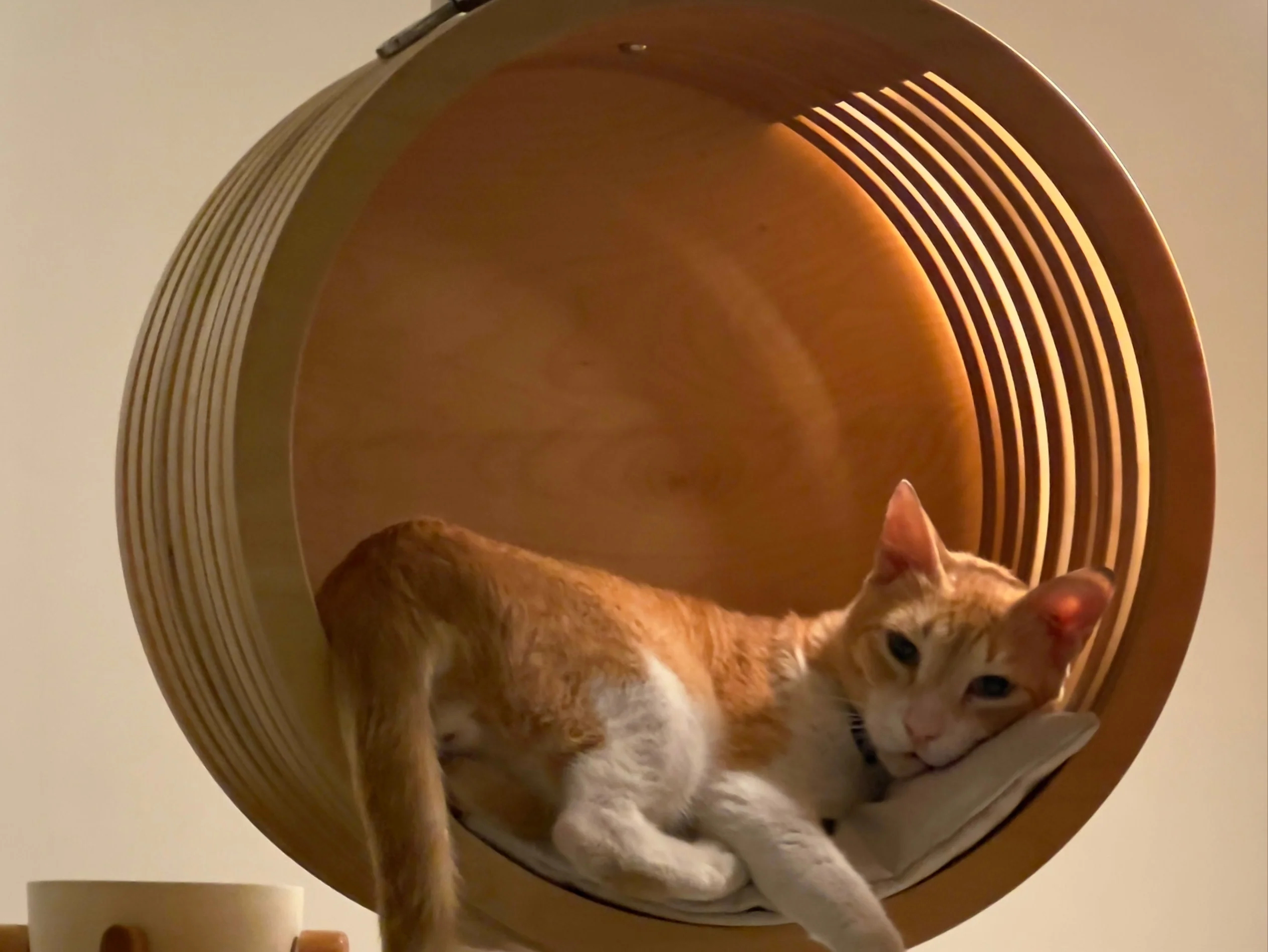 Cat Wheel